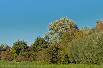 Field with autumn trees and shrubs and reed in the marsh on a sunny autumn day