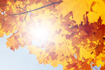 Autumn maple leaves. Sunbeam through orange maple leaves in autumn, beautiful natural background.