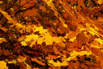 Autumn maple leaves. Yellow-orange maple leaves in the crown of a tree, illuminated by the sun.