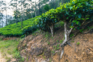 Sri Lanka Tea Plantation. Green Hills Nature Landscape. Nuwara Eliya, Sri Lanka.