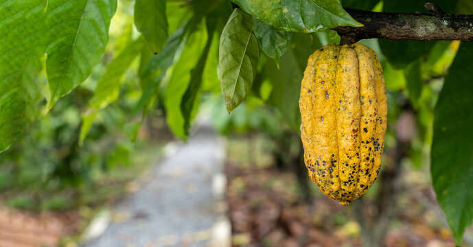 Cocoa Cacao Tree Plant Fruit Plantation Ecuador Rainforest Seed Forest Cocoa Fruit In The Tree Red Variety Is Considered To Be The Best Shot In Ecuadorian Jungle Cocoa Cacao Tree Plant Fruit Plantatio