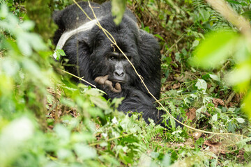 Mountain Gorilla