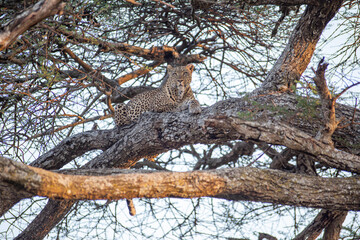 Fototapeta na wymiar Leopard on the tree