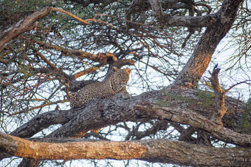 Leopard on the tree