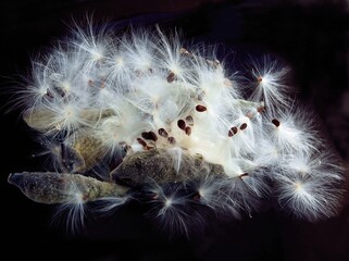 seeds with fluffy blow-balls of milkweed