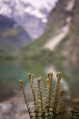 bracken in the mountains