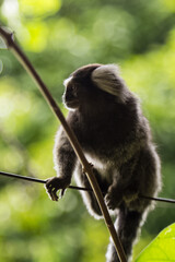 The sagui is a monkey belonging to the Family Callithricidae