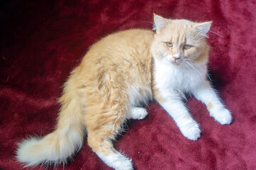 cat on the floor