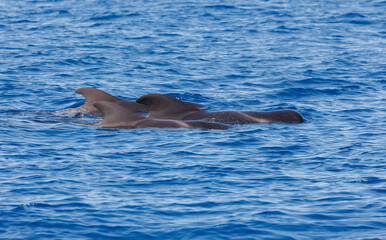 Pilot whales in Atlantic Ocean Spain