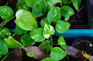 Golden pothos in a garden