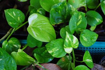Golden pothos in the garden