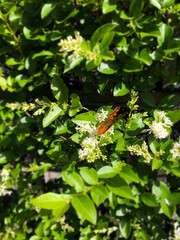 Comma butterfly (Polygonia c-album) sitting on a white flower in Zurich, Switzerland