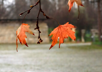 two pieces of red autumn fried leaves left on the tree