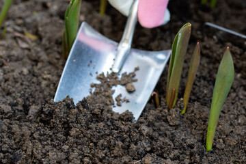 Soil on the gardening shovel which keeps hand in protective glove, sprouts of first tulips in early...