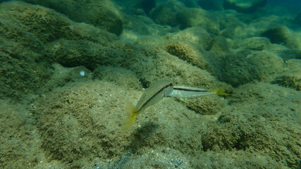 Fototapeta premium Striped red mullet or surmullet (Mullus surmuletus) undersea, Aegean Sea, Greece, Halkidiki 