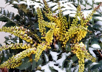 evergreen bush mahonia blooming in winter and white snow