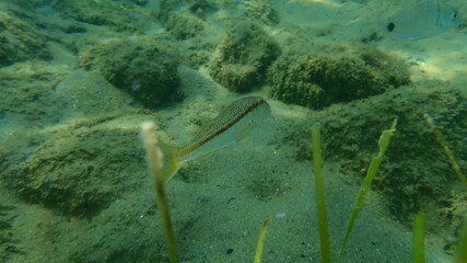Striped red mullet or surmullet (Mullus surmuletus) undersea, Aegean Sea, Greece, Halkidiki
