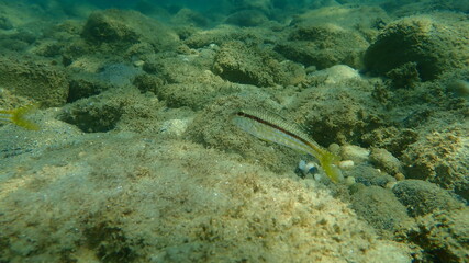 Striped red mullet or surmullet (Mullus surmuletus) undersea, Aegean Sea, Greece, Halkidiki
