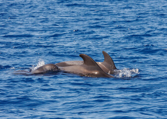 Pilot whales in Atlantic Ocean Spain