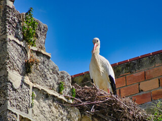 Ein Storch in Jerez