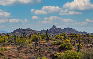 A Spring Landscape In North Scottsdale AZ With Pinnacle Peak In Background © Ray Redstone