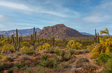 Fototapeta na wymiar Springtime In The Arizona Desert With Saguaro Cactus Near Scottsdale