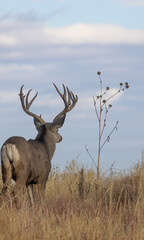 Buck Mule Deer During the Rut in Colorado in Autumn
