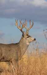 Buck Mule Deer During the Rut in Colorado in Autumn