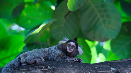 A scared marmoset on a tree