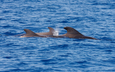 Pilot whales in Atlantic Ocean Spain