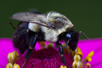 Little fuzzy bee