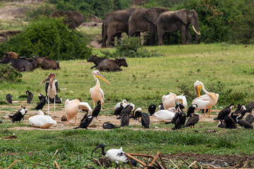 Afican animals in the large groupe