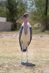 African Marabou Stork