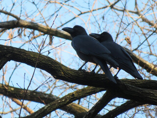 crow on a branch