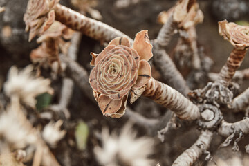 dried flowers in the garden