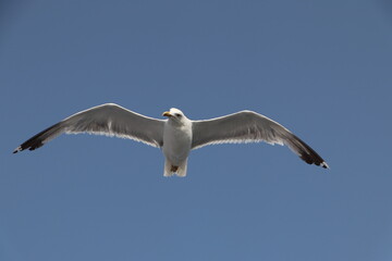 Seagull gliding on a clear summer sky