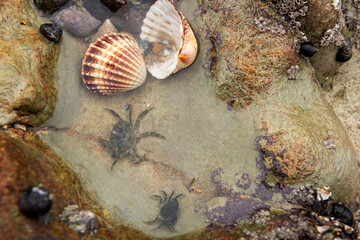 Shore crabs in the rock pool