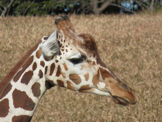 Fototapeta premium giraffe eating grass