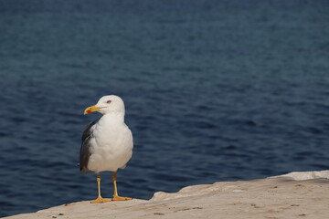 Seagull resting on the coast