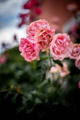 pink and white roses