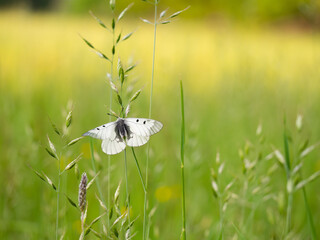 Clouded Apollo (Parnassius mnemosyne) butterfly in a meadow