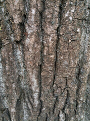 Poplar tree bark with wooden texture