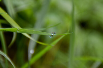 dragonfly on a blade