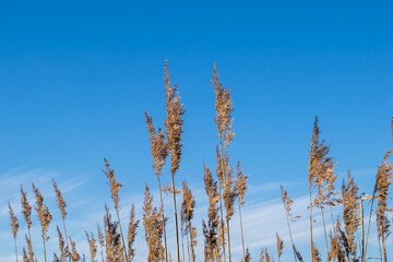 a reed field against the background of the winter sky