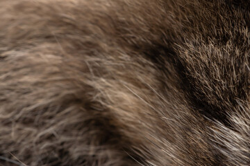 Cat fur Abstract background texture of fur cat close-up Fashion element design