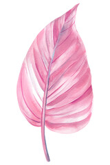 tropical plant leaves on isolated white, watercolor drawing, botanical painting, pink flora, ficus