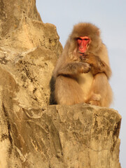 portrait of a macaque