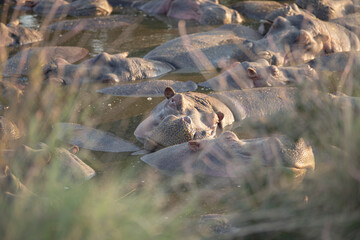 Hippos in the lake