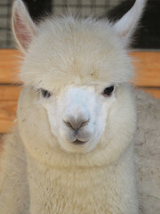 Obraz premium white llama portrait