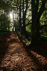 Autumn wood, jersey,U.K.
